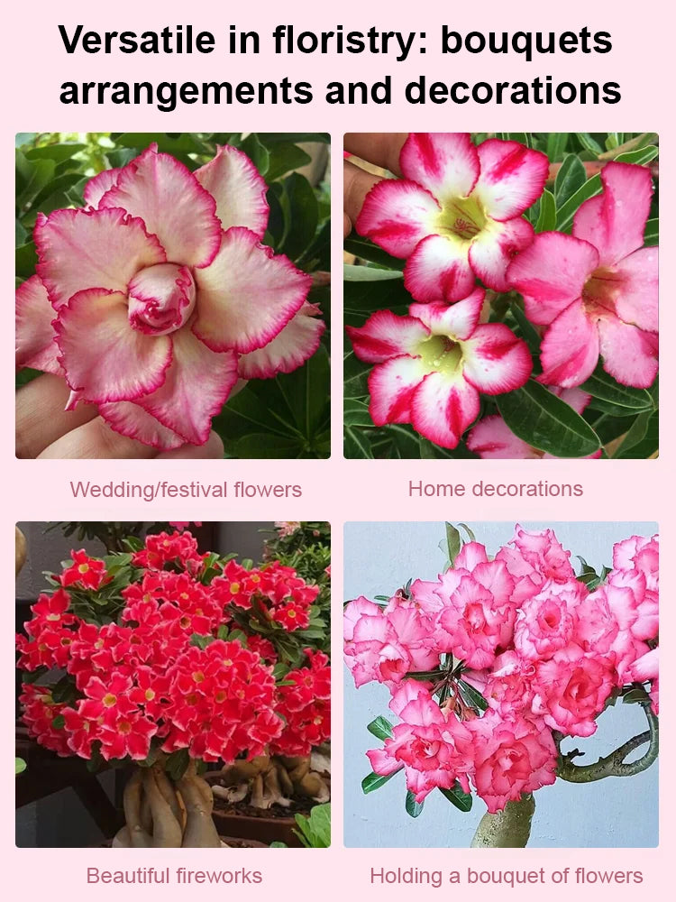 🔥Desert Rose Bulb Flower – “Just Water to Thrive for 100 Years”