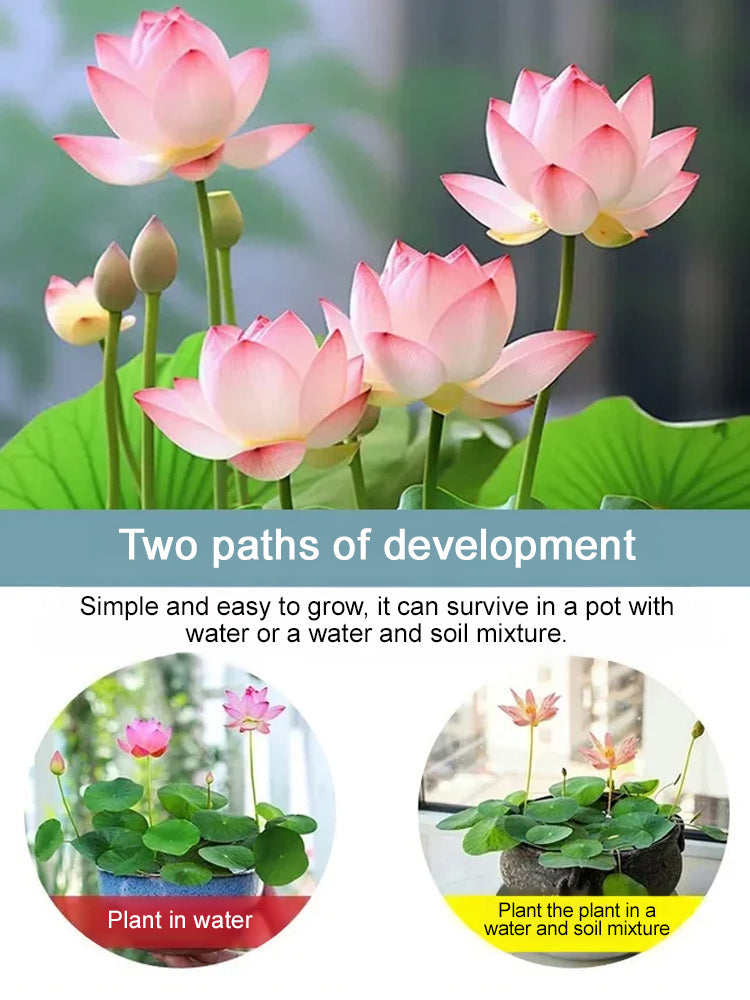 🔥【Beginner-friendly】 Hydroponic lotus seeds, Effortless Elegance: Water-Only Lotus Blooms!