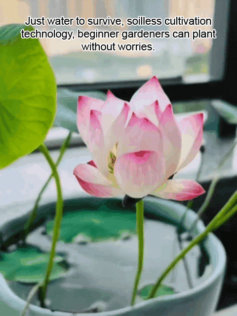 🔥【Beginner-friendly】 Hydroponic lotus seeds, Effortless Elegance: Water-Only Lotus Blooms!
