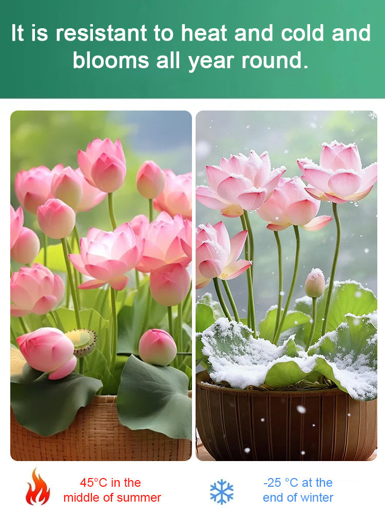 🔥【Beginner-friendly】 Hydroponic lotus seeds, Effortless Elegance: Water-Only Lotus Blooms!
